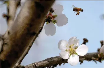  ?? DAILY DEMOCRAT ARCHIVES ?? As an estimated 2.5million beehives find their way into California almond orchards, keeping those bees healthy and active takes on supreme importance for the almond crop.