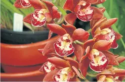  ??  ?? Orchids, like this red cymbidium, grow on trees and rocks in tropical climates. They do well as houseplant­s. Let them dry out between waterings.