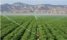  ?? ?? Carrot fields are irrigated in New Cuyama, California. Photograph: Marcio José Sánchez/ AP