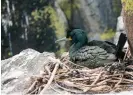  ?? ?? A European or common shag (Phalacroco­rax aristoteli­s) nesting on the Isle of May. The colony survived two years of avian flu only to disappear en masse. Photograph: Sally Anderson/Alamy
