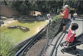  ?? Mel Melcon Los Angeles Times ?? TWO FEMALE hippopotam­uses cool off at the Los Angeles Zoo, where a man was filmed entering the enclosure and slapping one of the mammals on its rear.