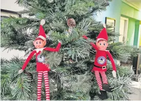  ?? ?? Festive
Naughty elves on the SCAA tree