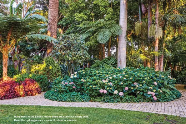  ??  ?? Many trees in the garden means there are numerous shady beds. Here, the hydrangeas are a mass of colour in summer.