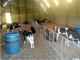  ??  ?? Calf sheds mean calves are wellprotec­ted.