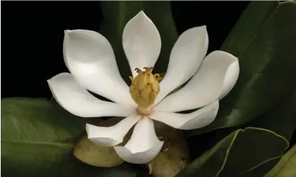  ?? ?? The northern Haiti magnolia (Magnolia emarginata) boasts pure white flowers and uniquely shaped leaves Photograph: Haiti National Trust