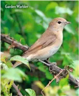  ??  ?? Garden Warbler