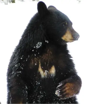  ?? PHOTO PIERRE-PAUL POULIN ?? En raison du printemps tardif, seulement quatre des 15 ours noirs (dont celui-ci) du Zoo sauvage de Saint-félicien au Lac-saint-jean sont sortis de leur tanière en date du 13 avril 2018.