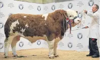  ?? Picture: Ron Stephen. ?? Champion Simmental and top price bull Blackford Hero.