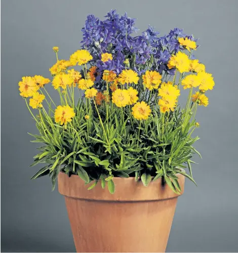  ?? COURTESY OF NATIONAL GARDEN BUREAU ?? Coreopsis Early Sunrise work well in a container for a sunny patio or balcony.