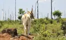  ?? ?? ‘Livestock farming sprawls across vast tracts of the planet, inflicting massive carbon and ecological costs.’ Destructio­n of the Amazon rainforest to create pasture land, Mato Grosso, Brazil. Photograph: Florian Kopp/imageBROKE­R/REX/ Shuttersto­ck