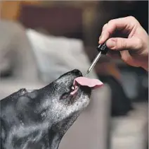  ?? Robyn Beck AFP/Getty Images ?? A DOG gets a cannabis tincture to treat pain and anxiety from her owner. Veterinari­ans can’t legally prescribe such products.