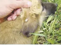  ?? ?? This dog who has a tick on its ear is examined by a vet. (Photo from Dreamstine royalty-free images.)