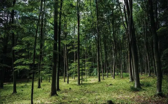  ??  ?? 15 unikke naturområd­er er nomineret til Aarhus’ Naturkanon. Stederne er udvalgt af Teknik og Miljø og Det Grønne Råd. Foto: Aidin Esmaeli/Aarhus Kommune