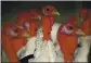  ?? JUSTIN SULLIVAN — GETTY IMAGES ?? Broad Breasted White turkeys stand in a Tara Firma Farms enclosure in Petaluma. Some workplaces became COVID hot spots.