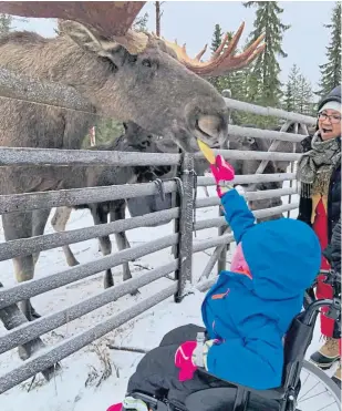  ??  ?? Ruby Stewart, who made the trip to Lapland after a fundraisin­g drive, makes friends with one of Santa’s reindeer.