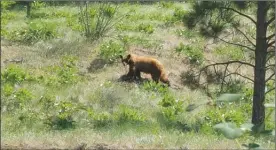  ?? MARK GODDARD/Special to The Okanagan Saturday ?? Bears have been spotted recently in Kelowna’s Knox Mountain Park.They’re not bothering anyone, but obviously, people should steer well clear.