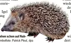  ?? Symbolfoto: Patrick Pleul, dpa ?? Die ersten Igel gehen schon auf Nah  rungssuche.