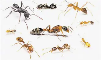  ?? MELODY EUPARADORN / Hawaii Ant Lab image ?? Ants you might find on Maui: graceful twig ant (center) as well as (clockwise from top left) the sickle-toothed ant, black house ant, yellow crazy ant, Emery’s sneaking ant, little yellow ant, African big-headed ant, tropical fire ant and ghost ant.