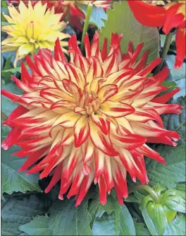  ?? [NATIONAL GARDEN BUREAU PHOTOS] ?? Hypnotica Icarus dahlia boasts yellow petals with bright-red tips.