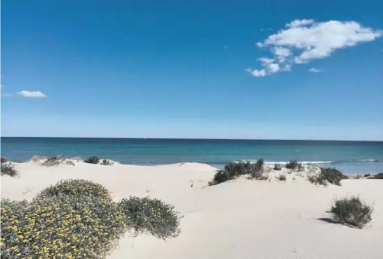  ?? Foto: A. D. Ibarra ?? La Llana in San Pedro del Pinatar hat durch die Erweiterun­g des Hafens viel weißen Sand im Laufe der Jahre eingebüßt.