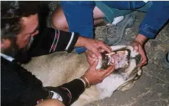  ??  ?? ABOVE LEFT: Author Lew Clark demonstrat­ing the teeth of one of the many lions that visitors to the Hainaveld came to see. ABOVE RIGHT: Lew Clark.