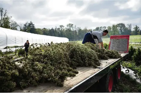  ?? (19 OCTOBRE 2022/CHRISTIAN BEUTLER/KEYSTONE) ?? Récolte de cannabis dans le cadre du projet pilote Weed Care, lancé dans la région bâloise.