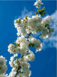  ?? Picture: Hugh Mothersole ?? SIGNS OF SPRING: Cherry blossom at Greys Court