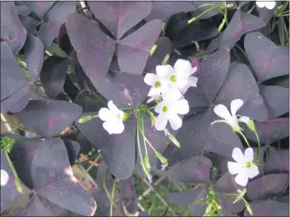  ??  ?? For shade gardens, purple shamrock (Oxalis regnelli) is a hardy, long-lived choice.