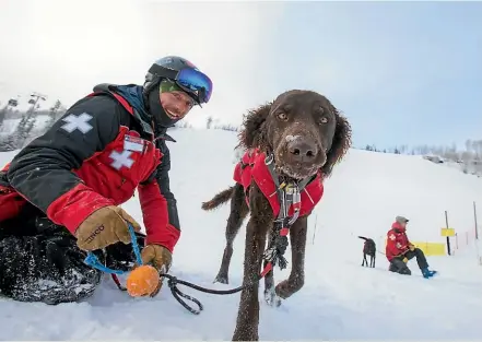  ??  ?? Bomber, a curly-coated retriever based in Queenstown, is training to be a NZ LandSAR avalanche search and rescue dog. He was training in the United States with his partner and best mate Brad Saville.