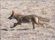  ?? Robyn Beck / AFP via Getty Images ?? A coyote such as this one was shot and killed by neighbors of an East Haddam woman, who had been attacked twice in one day by the animal.