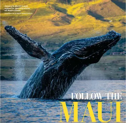  ?? COURTESY OF ULTIMATE WHALE WATCH ?? January to March is peak season for spotting whales off Maui's shores.