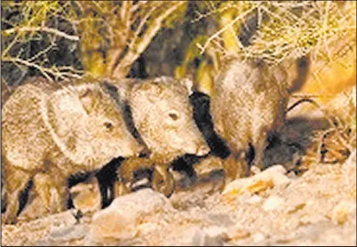  ?? AZGFD ?? With hunting slow in Southern Nevada and Utah, hunters may turn to Arizona for better luck. The state has more than 1,500 permit-tags left over following the 2022 spring tag draw.