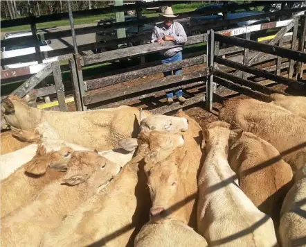  ?? PHOTO: CONTRIBUTE­D ?? FIRM MARKET: Grant Gericke eyes off a pen of heifers at the Sullivan Livestock sale in Gympie.