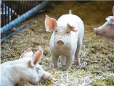  ?? Foto: hausdesbil­des/Foto Niedermeyr ?? Die Schweine kommen zu hundert Prozent aus der eigenen Erzeugung und werden auf dem Hof in Friedberg auf viel Stroh gehalten.