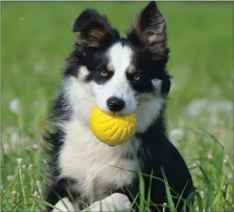  ??  ?? Jimmy plays with a ball in an effort to move his canine teeth