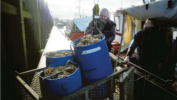  ?? Foto: Thibault Camus, dpa ?? Diese französisc­hen Fischer dürfen in den kommenden Jahren deutlich mehr Tiere aus britischen Gewässern holen, als sich das ihre Kollegen auf der Insel gewünscht haben.