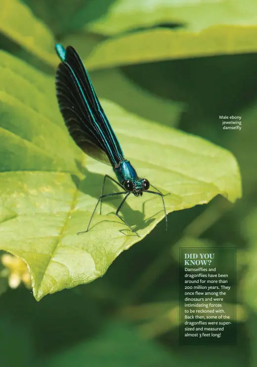  ??  ?? Male ebony jewelwing damselfly