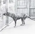  ?? PHOTO: WIKIMEDIA COMMONS ?? Lonely lot . . . Benjamin, the last captive Tasmanian tiger, at Hobart’s Beaumaris Zoo in 1933.