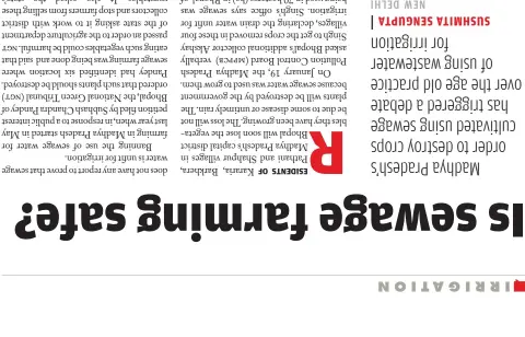  ??  ?? Farmers say they have been using sewage for farming for over 40 years in Madhya Pradesh but they have not heard of any health issue