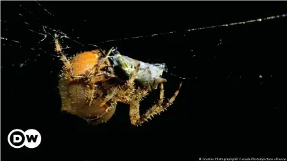  ??  ?? "La araña vive en un entorno de cuerdas que vibran".