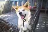  ??  ?? An Akita dog in a kennel at a breeding center in Takasaki, Gunma prefecture.