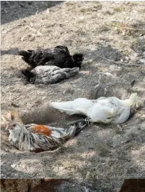  ??  ?? Sotto, un gruppo di galline di Polverara. Si distinguon­o dalle padovane per il ciuffo più piccolo ed eretto. Dal punto di vista organolett­ico, le carni sono saporite, sode e rossastre, tipiche delle galline allevate all'aperto, simili a quelle della selvaggina.