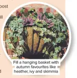  ??  ?? Fill a hanging basket with autumn favourites like heather, ivy and skimmia