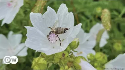  ??  ?? COVID-19 infection rates increased when pollen levels were higher a study found