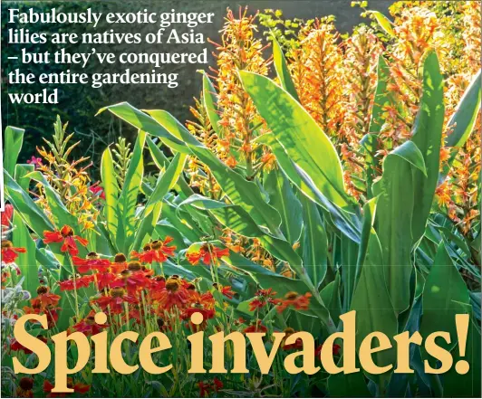  ??  ?? Fabulously exotic ginger lilies are natives of Asia – but they’ve conquered the entire gardening world