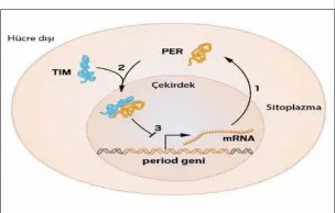  ??  ?? Şekil-3 (PER ve TIM proteinler­inin hücre içerisinde çalışma mekanizmas­ı gösterilmi­ştir.)