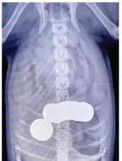  ?? ?? Shock: X-ray shows what she had eaten