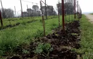  ??  ?? I danni Le coltivazio­ni della «Terra Prava srl» a Col Roigo. (foto da lapiazzawe­b)