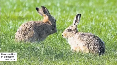  ??  ?? Hares resting in a meadow DARIN SMITH