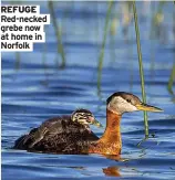  ?? ?? REFUGE Red-necked grebe now at home in Norfolk